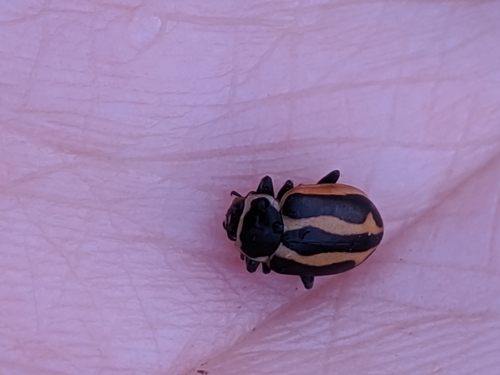 Sickle-marked Lady Beetle