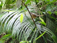 Prinia superciliaris