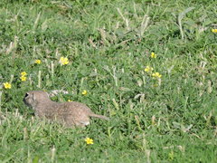 Xerospermophilus spilosoma