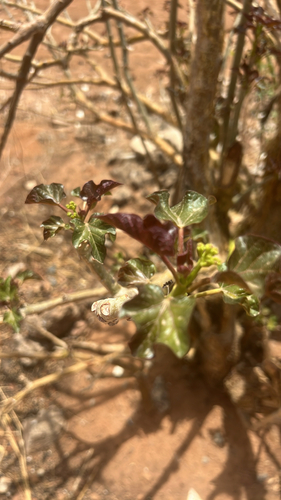 Bellyache Bush