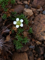 Cherleria marcescens