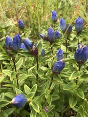 Gentiana platypetala