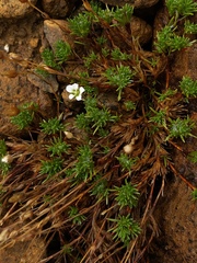 Cherleria marcescens