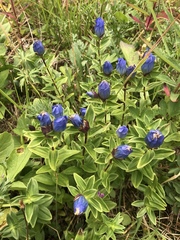 Gentiana platypetala