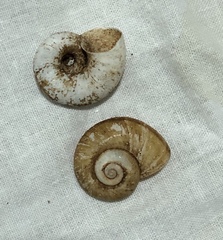 Aperostoma merrilli