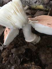Lepiota rubrotincta