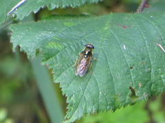 Cheilosia canicularis