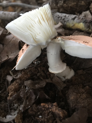 Lepiota rubrotincta
