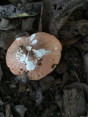 Lepiota rubrotincta