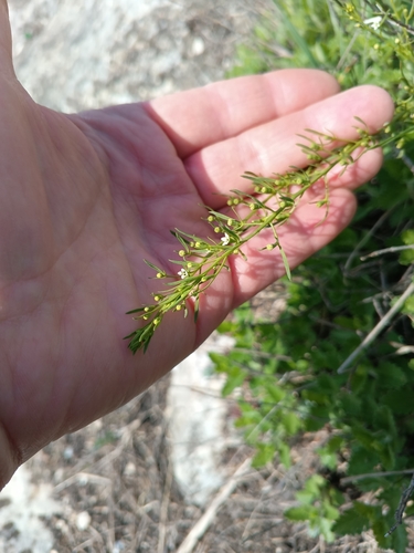 Image of Thesium ramosum by (c) Maria Kohanovskaya, some rights reserved (CC BY)