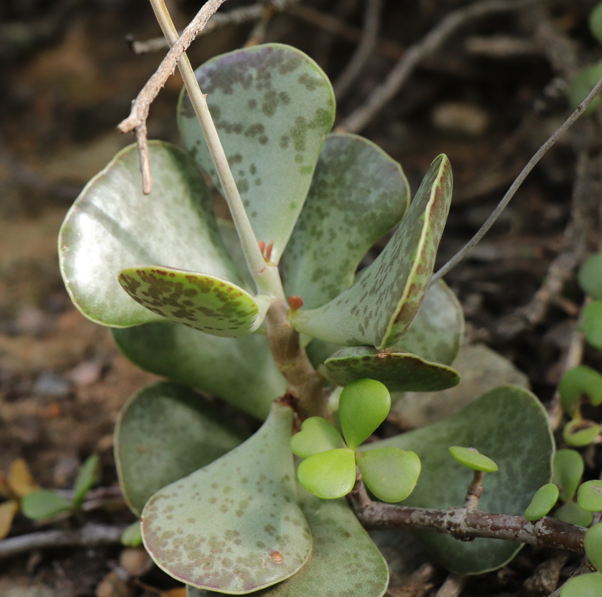 Imagem de Pedra-de-fogo