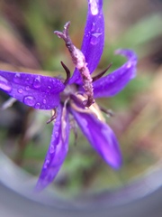 Campanula aurita