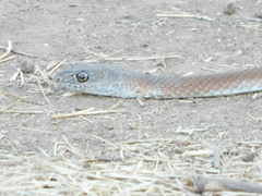 Psammophis mossambicus