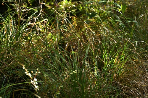 Image of Carex geminata by (c) Christopher Stephens, some rights reserved (CC BY-SA)