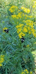 Gnophaela discreta