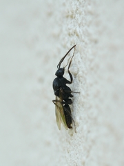 Polyergus rufescens