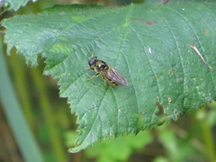 Cheilosia canicularis