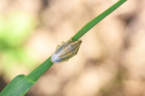 Aelia acuminata