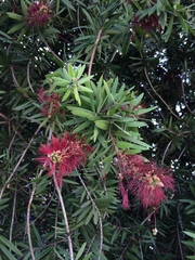 Melaleuca citrina