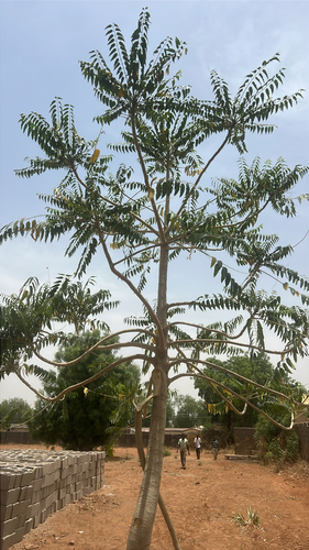 Indian tree of heaven