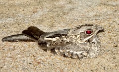Caprimulgus asiaticus