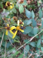 Cheilosia canicularis