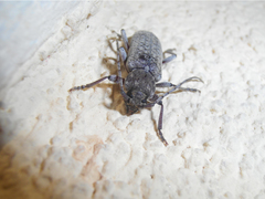 Trichoferus holosericeus