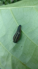 Haemadipsa ornata