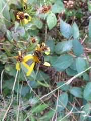 Cheilosia canicularis