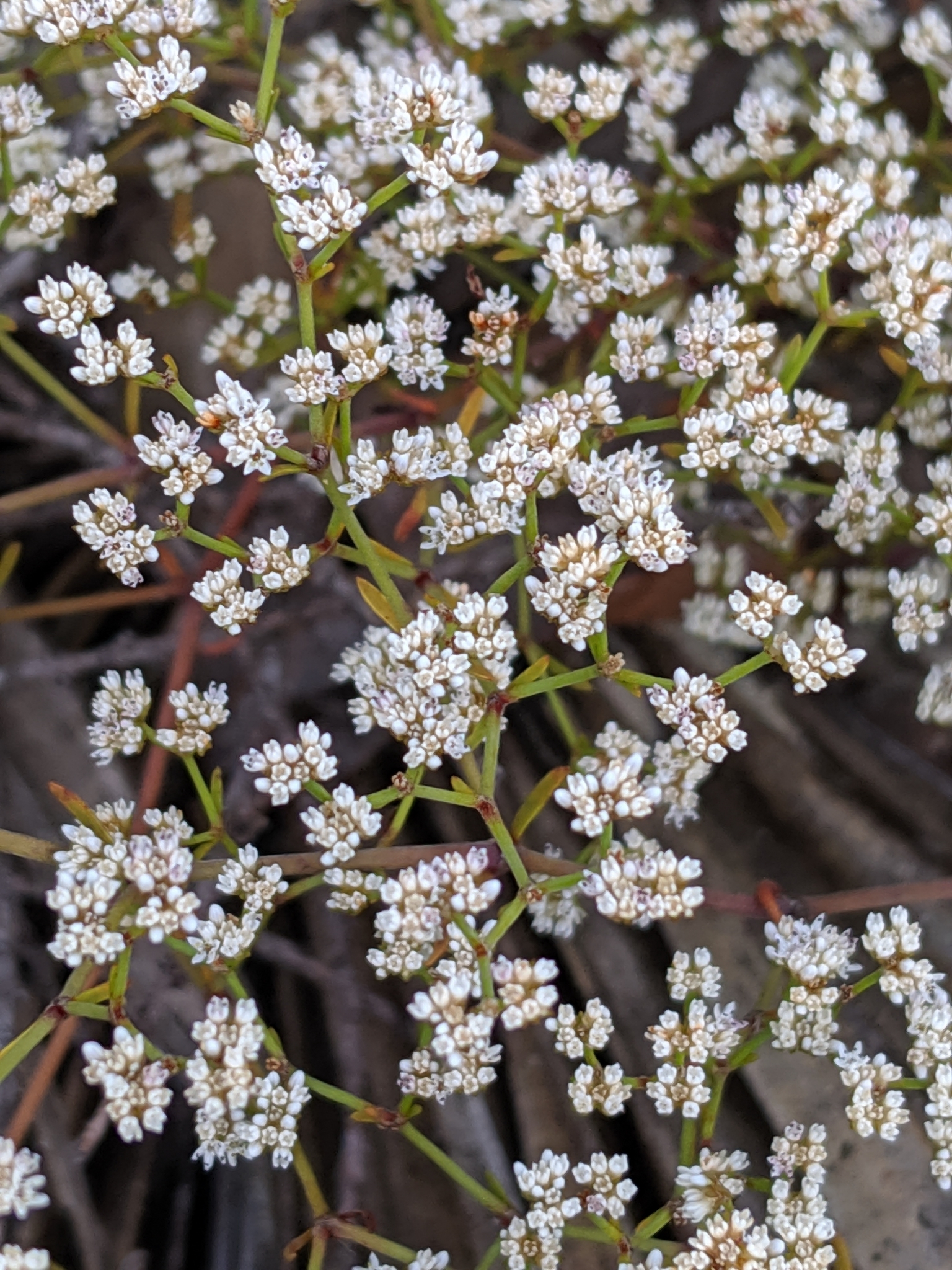 Paronychia patula