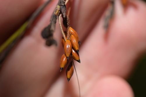 Image of Gahnia pauciflora by (c) Christopher Stephens, some rights reserved (CC BY-SA)