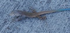 Aspidoscelis tigris