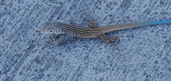 Aspidoscelis tigris