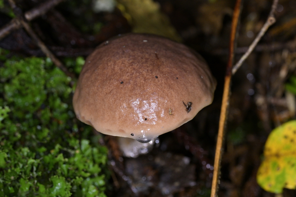 Fistulinella violaceipora · April 2025 · photo: © christopherstephens (iNaturalist, cc-by)