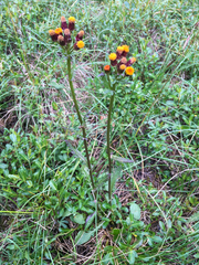 Packera pauciflora