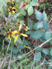 Cheilosia canicularis