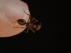 Polyergus rufescens