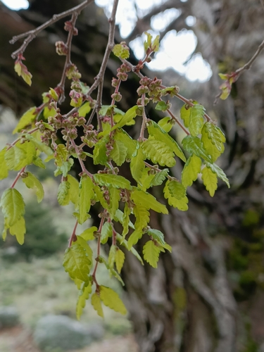 Image of Zelkova abelicea by no rights reserved