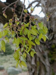 Zelkova abelicea, photograph author not stated, no rights reserved