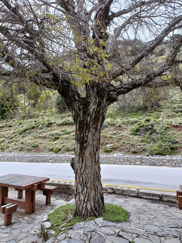 Image of Zelkova abelicea by no rights reserved