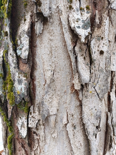 Zelkova abelicea, photograph 6