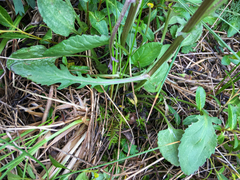 Packera pauciflora