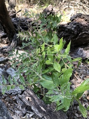 Lithospermum helleri