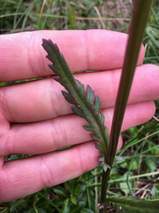 Packera pauciflora
