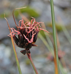 Juncus jacquinii