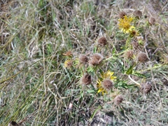 Pentanema britannica