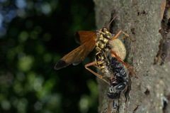 Macromerella honesta