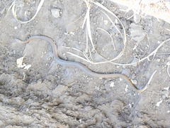 Psammophis mossambicus