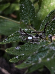 Lithospermum helleri