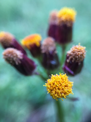 Packera pauciflora
